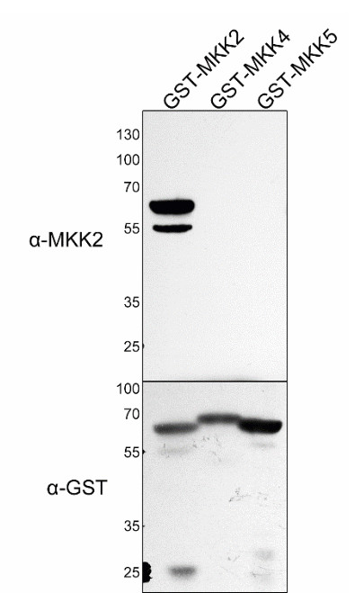 western blot using anti-MKK2 Arabidopsis antibodies